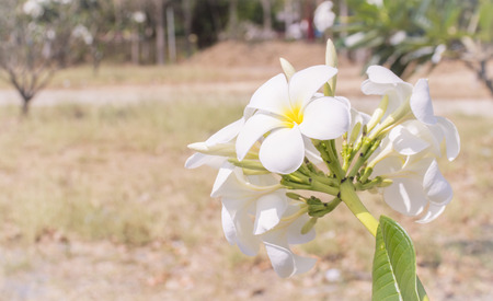 close white frangipaniの写真素材