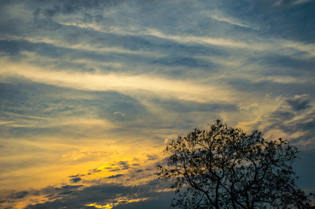 sunset with blue sky and silhouette of treeの写真素材