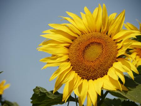 sunflower on a summer dayの写真素材