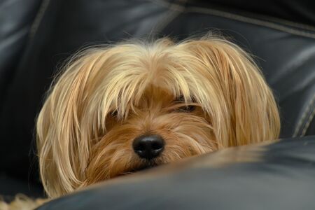 Yorkshire Terrier sitting on sofa