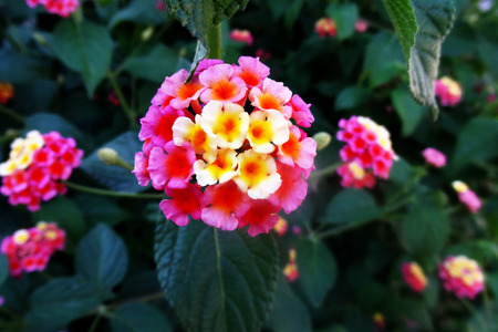 Bright pink and yellow flowers blooming on a tree