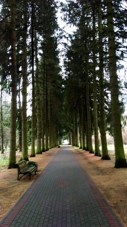 Light through the trees on an alley in green park.