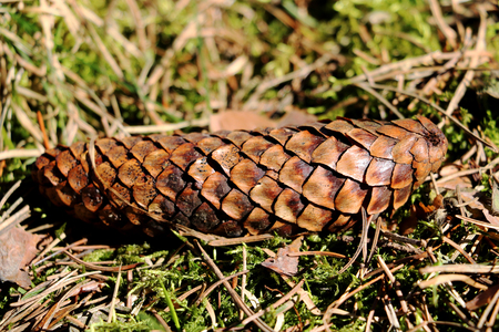 Brown fir cone on the grass in the sunlight.の写真素材