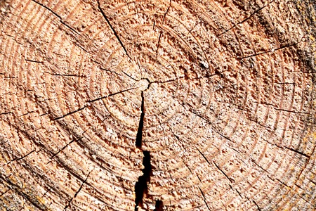 Wood texture of cut tree trunk, close-up. Background.の写真素材