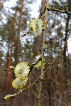big buds of trees let's blossom on trees.の写真素材
