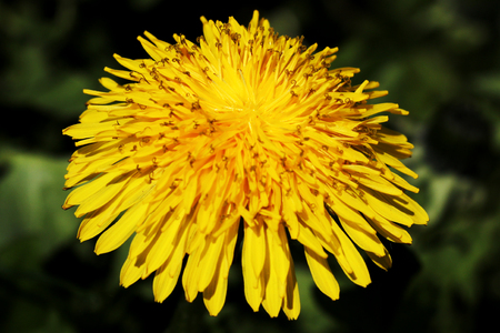 Bright yellow flower with beautiful petals in spring, summer.の写真素材