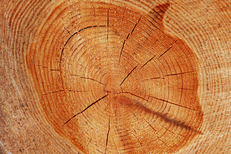 A close-up of the cross-section of the stumps, showing the aging circles, the texture of the treeの写真素材