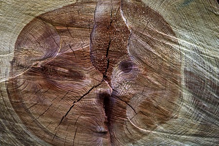 A close-up of the cross-section of the stumps, showing the aging circles, the texture of the treeの写真素材