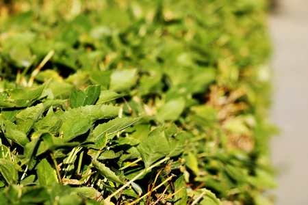 Green leaves wall backgroundの写真素材
