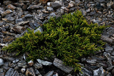 Young pine bushの写真素材