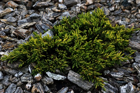 Spruce bush pine tree green boxwood thujaの写真素材