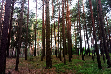 View of the road in the forest in the early morningの写真素材