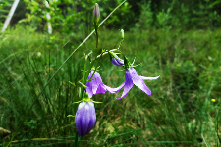 Violet bells flowers Campanula rotundifolia harebelの写真素材