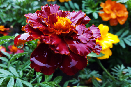 Large marigold flowers growing on a green flower bedの写真素材