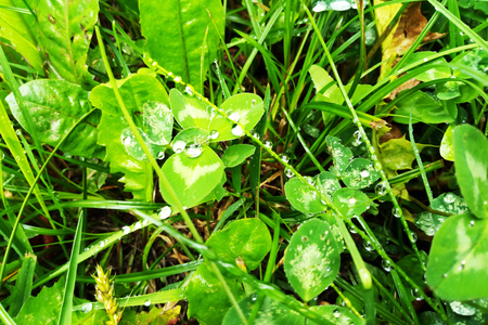 Fresh green grass with dew drops close upの写真素材