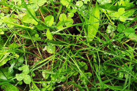 Fresh green grass with dew drops close upの写真素材