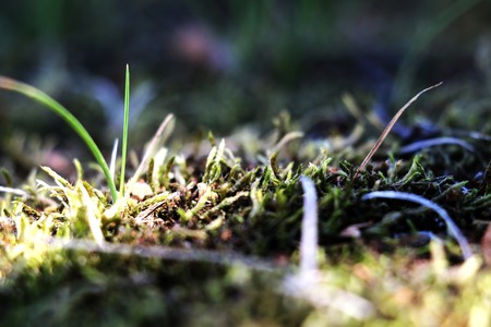 View of a young green grass with moss on a sunny day, backgroundの写真素材