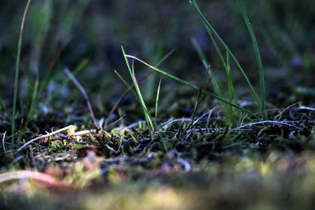 Forest young green grass background. Close up view.の写真素材