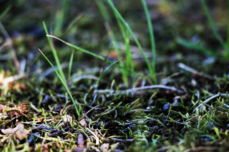 View of a young green grass with moss, backgroundの写真素材