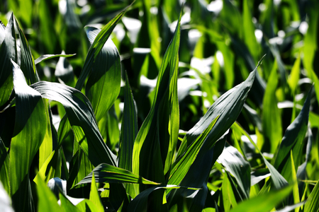 Green field of corn growing up in farm. Backgroundの写真素材
