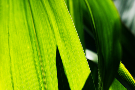 Beautiful background from leaves of maize. Backgroundの写真素材