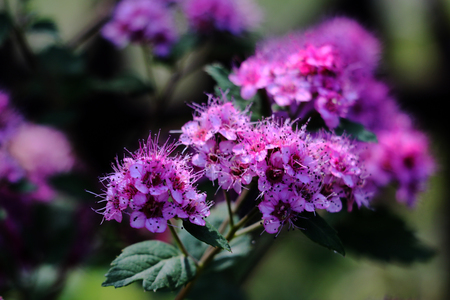 Branch of spirea or spiraea. Blooming spirea billardii by pink small flowers. Spirea shrub wallpaper. The blossoming bush of a spirea Japanese growing in a summer garden.の写真素材