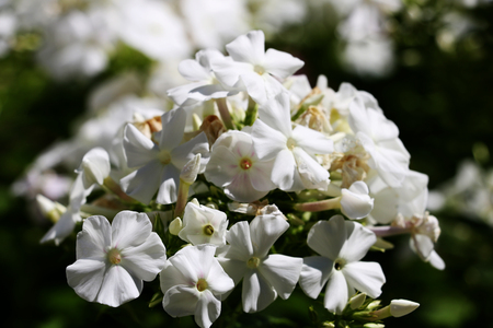 Thickleaf phlox Phlox carolina in the garden.の写真素材