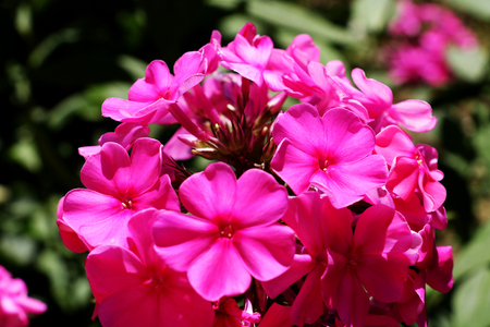 Gilliflower in the park,Macro gilliflower,Beautiful nature,Close up Flower bouquetの写真素材