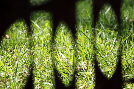 View of green grass through a grid on a sunny day, backgroundの写真素材