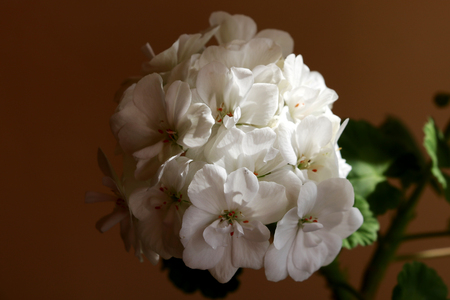 View of a large bouquet of white flowers.の写真素材