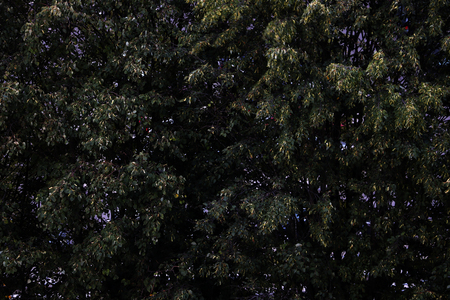 view of green trees, background splash textureの写真素材