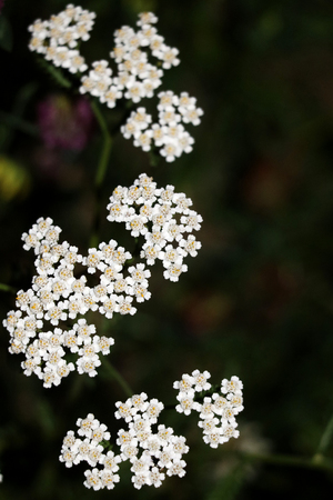 Medicinal wild herb Yarrow Achillea millefolilium . The plant during flowering , closeupの写真素材