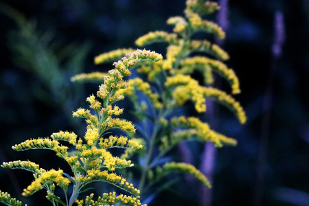 Solidago gigantea - Goldenrod, tall goldenrod, giant goldenrod - invasive speciesの写真素材