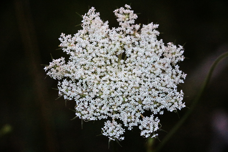Medicinal plants - Budding pink flowering common Valerian Valeriana officinalis in the summer season.の写真素材