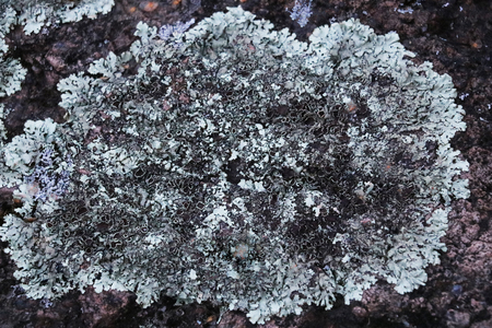 image from outdoor texture background series moss and stone .の写真素材