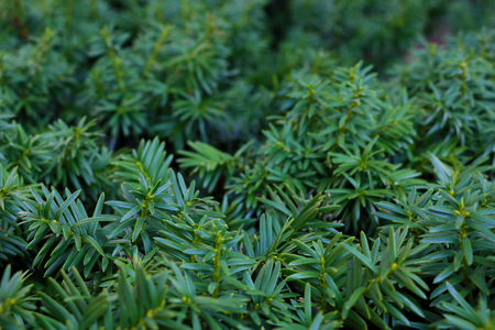 Nature background with green needle-like juniper leaves.の写真素材