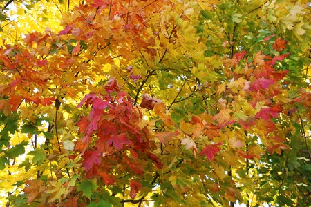 Yellow green red leaves of trees in autumn background.の写真素材