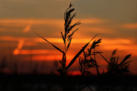 Coastal vegetation in the background of the river at sunset.の写真素材