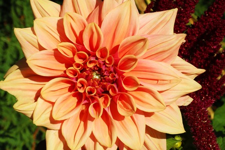 Orange dahlia in garden. A picture of the beautiful orange dahlia.の写真素材