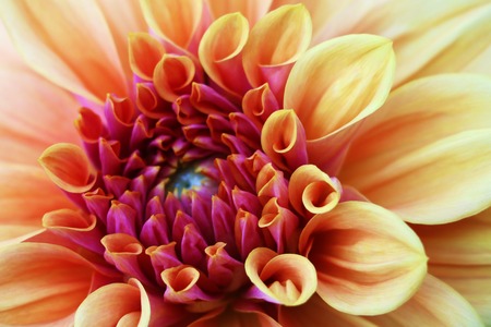 Pink, yellow and white fresh dahlia flower macro photo. Picture in color emphasizing the light different colours and yellow white highlights. Flower center in the in the middle of the square frame.の写真素材