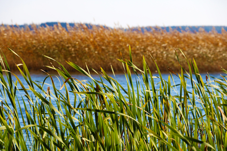 Nature background with coastal reed and shining lake water.の写真素材