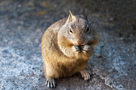 Close-up of a fox squirrel standing on a mountain.の写真素材