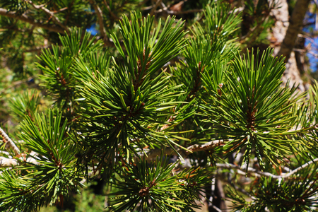 Close-up of a pine branch. Conifer needles on a tree.の写真素材