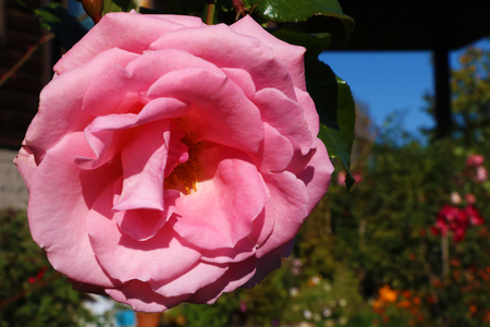Beautiful pink rose bud close up in the garden.の写真素材