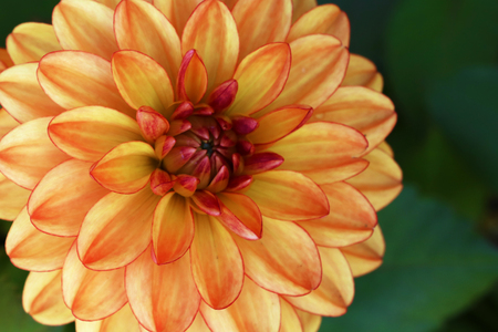 View of a bright beautiful orange flower dahlia in the gardenの写真素材