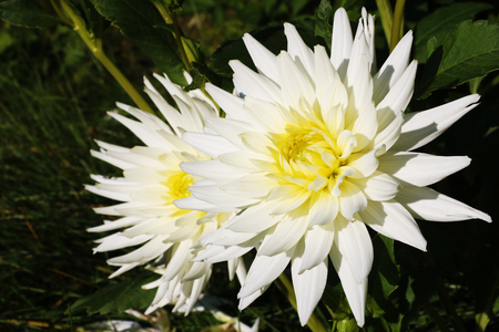 Beautiful dahlias. Flowers dahlias in the Park or garden.の写真素材