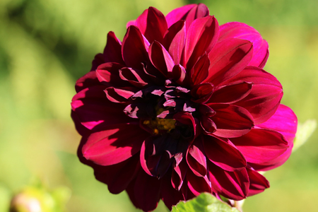 Close-up of a colorful pink dahlia showing its patterns, details, and vibrant colors.の写真素材