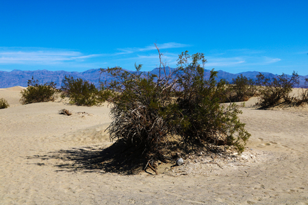 Orange dune, rippled sand going far under blue sky, USAの写真素材