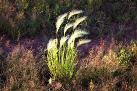 Young green wheat field. Ripening ears wheat. Agriculture. Natural product. Agricaltural landscapeの写真素材