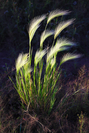 Rays of sunlight fall on young green wheatの写真素材